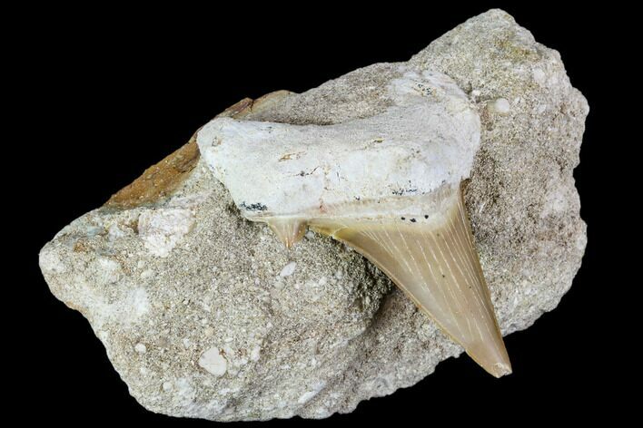 Otodus Shark Tooth Fossil in Rock - Eocene #111038